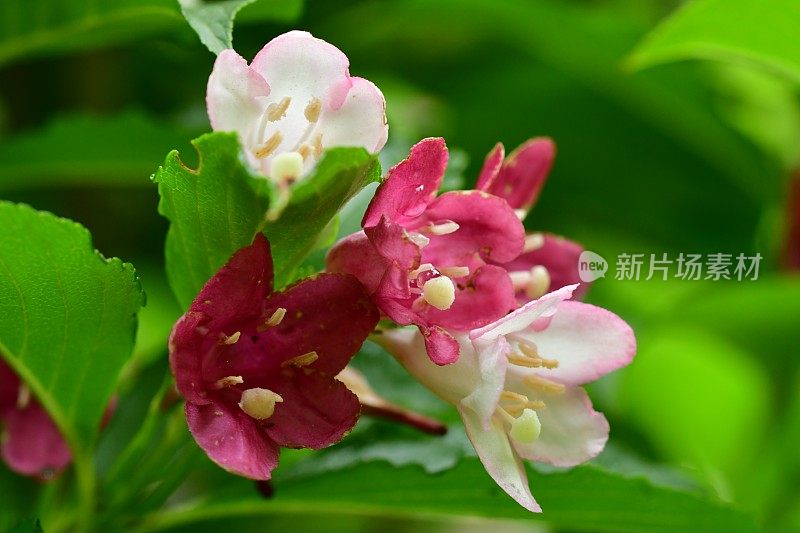 Weigela coraeensis花